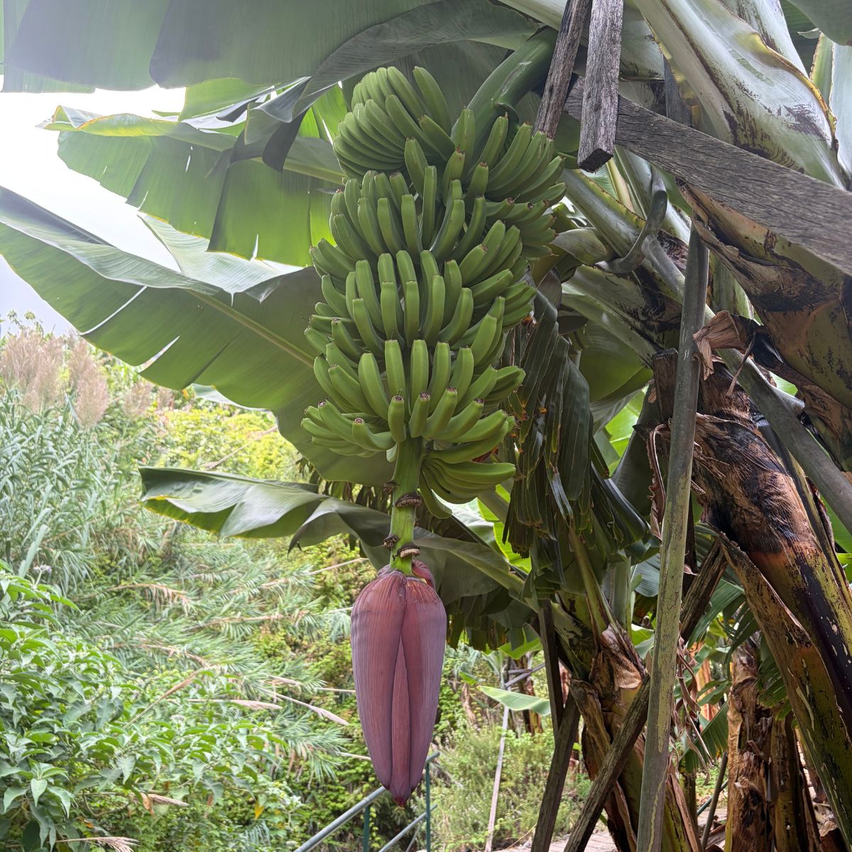 Tros groene bananen tussen grote bananenbladeren op Madeira