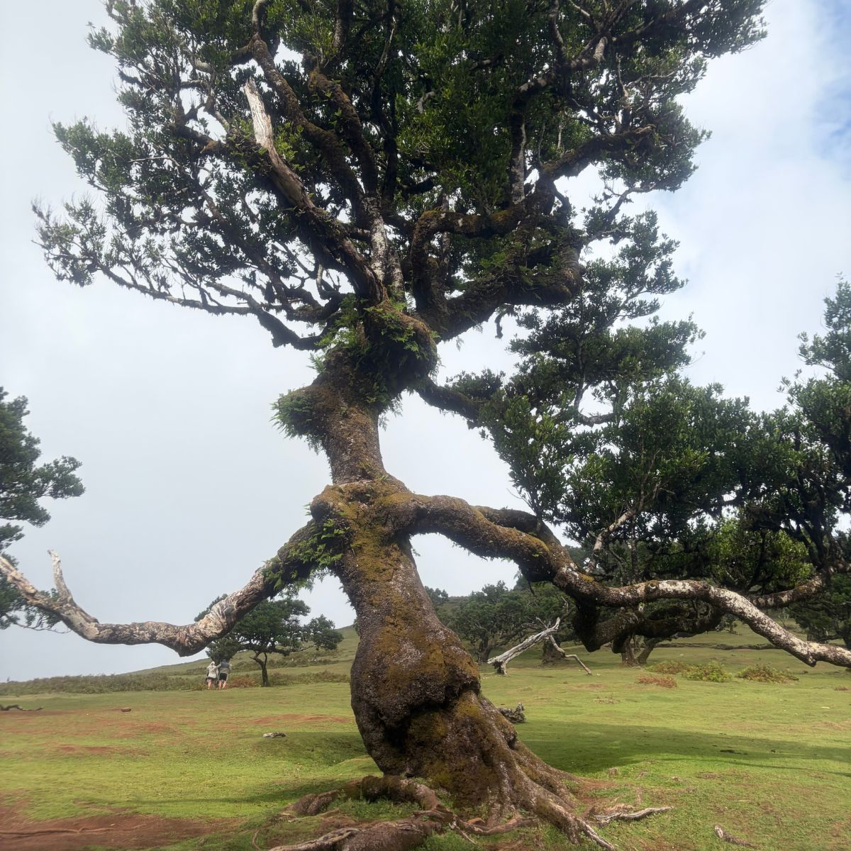 Eeuwenoude, gedraaide laurierboom met mos in het Fanal-bos op Madeira