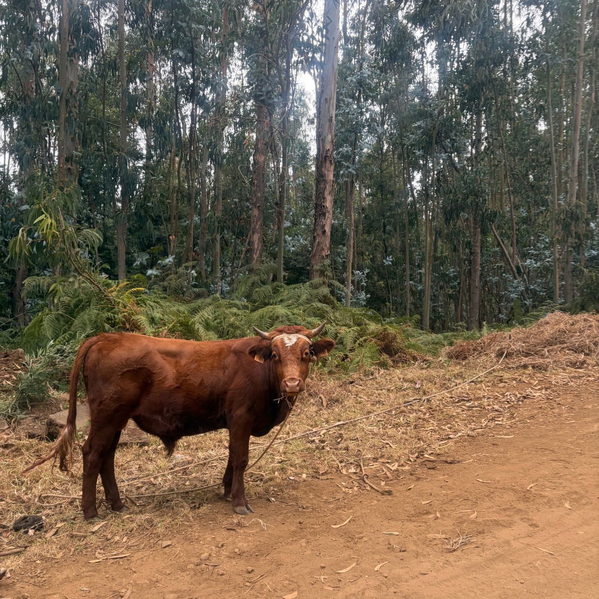 Rode koe aan een touw op een zandweg tussen bomen op Madeira